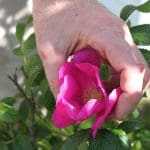 Rose Picking Protocol